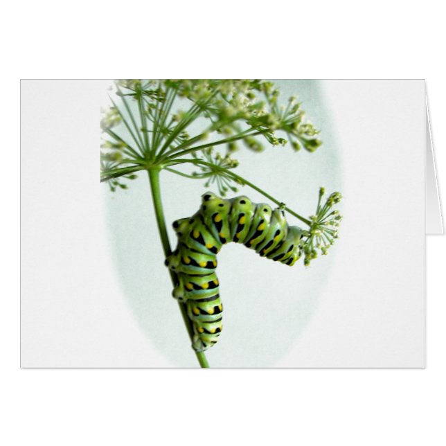 Black Swallowtail Caterpillar mangeant du persil (Devant horizontal)