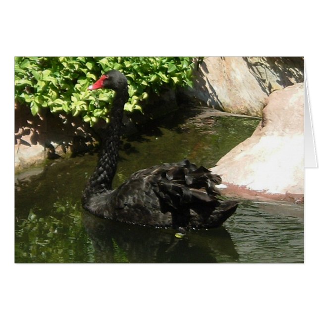 Black Swan (Devant horizontal)