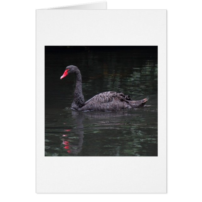 Black Swan (Devant)