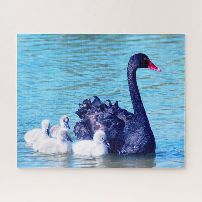 Black Swan avec ses bébés, Jigsaw Puzzle (Horizontal)