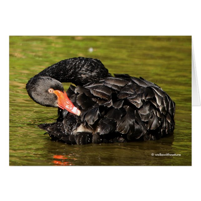 Black Swan in the Pond (Devant horizontal)