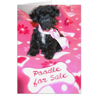 Black Toy Poodle Puppy à vendre carte