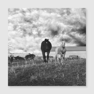 Black White Horse Greeting Photographie, carte