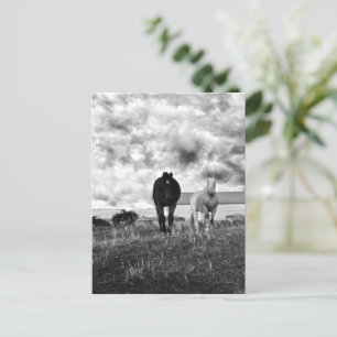 Black White Horse Greeting Photographie, Carte pos