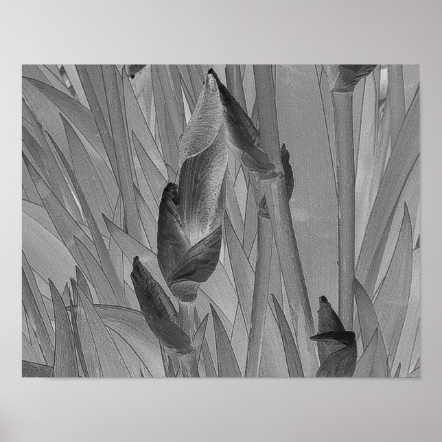 Black White Iris Flowers Poster d'art original (Devant)