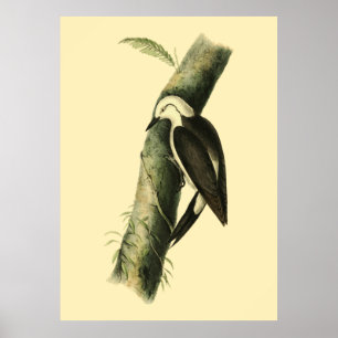 Black & White Woodpecker Poster