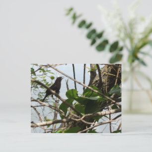 Blackbird chante dans une carte postale d'arbre