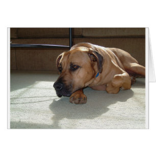 blackmouth cur couché