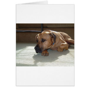 blackmouth cur couché