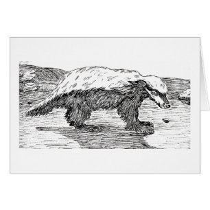 Blaireau de miel ou Ratel