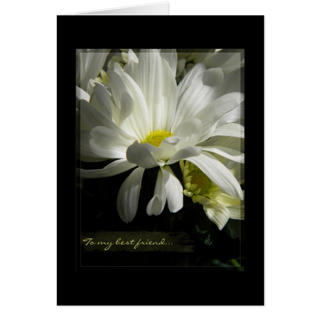 Blanc B de marguerite d'innocence (Devant)