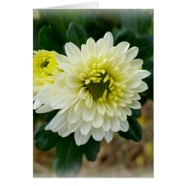 blanc chaud de l'automne (Devant)
