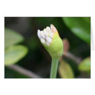 Blanc de bourgeon floral à l'intérieur