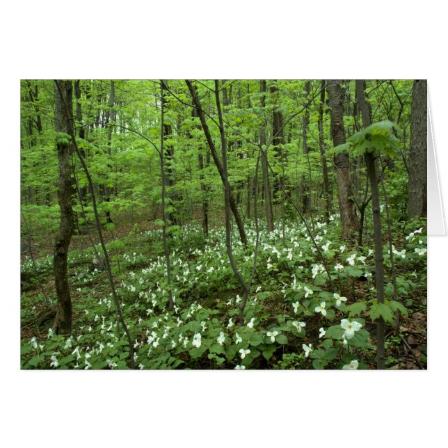 Blanc de ciel de Trillium à l'intérieur (Devant horizontal)