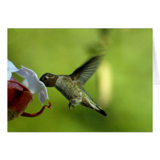 Blanc de colibri