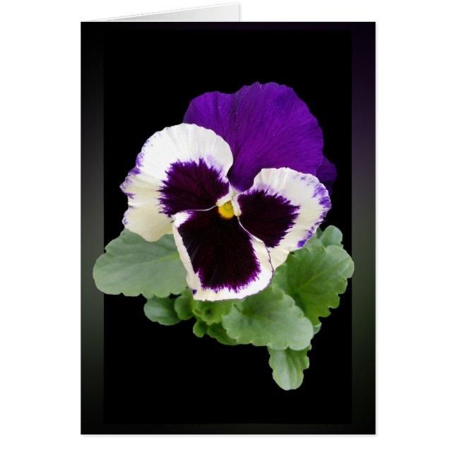 blanc et violet (Devant)