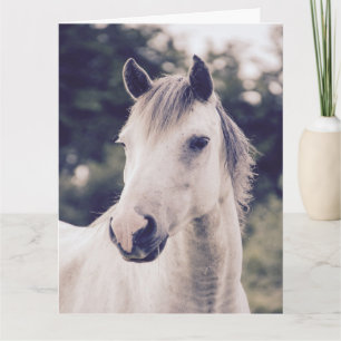 BLANC HORSE BELLE Carte de voeux d'anniversaire