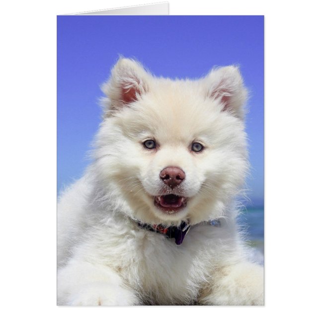 Blanc Lapphund Finlandais Puppy Cute (Devant)