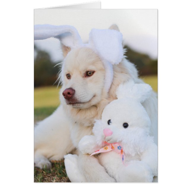 Blanc Lapphund Finlandais Puppy Cute (Devant)