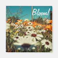Blanc Orange Fleurs de marguerite Magnet
