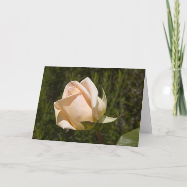 Blanc rose de carte de voeux (Devant)