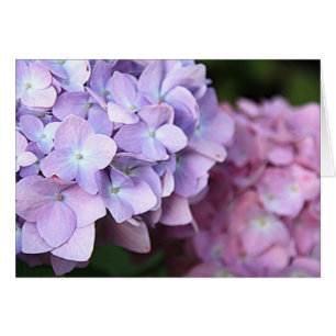 Blanc rose et mauve-clair de fleur d'hortensias