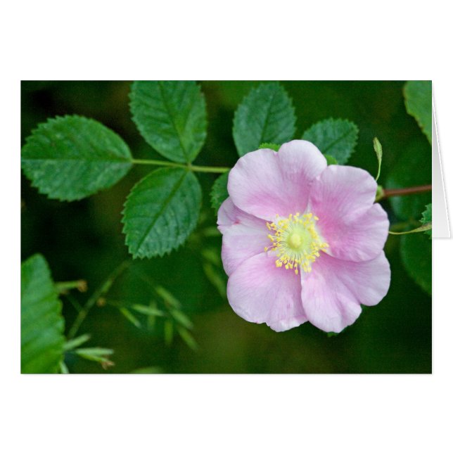 Blanc sauvage de rose rose (Devant horizontal)