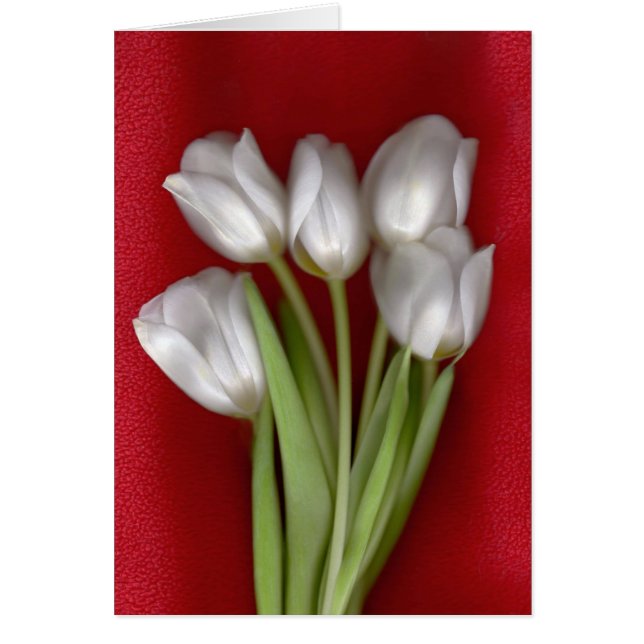 Blanc sur le rouge (Devant)