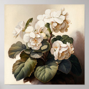 Blancs Begonias Flower Art Imprimer Poster