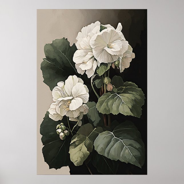Blancs Begonias Flower Art Imprimer Poster (Devant)