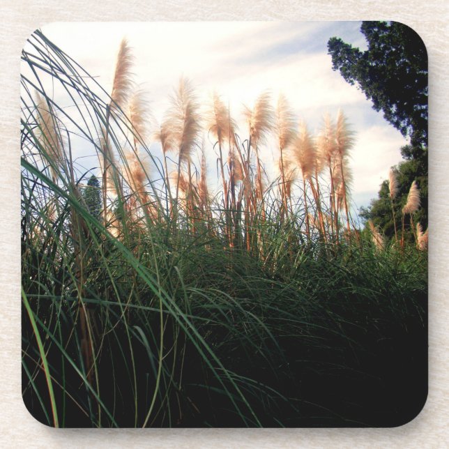 Blancs de laiton Pampas, Dessous de verre (Devant)