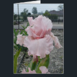 Blank Iris Card - Peggy Sue<br><div class="desc">Voilà une beauté ! Vide à l'intérieur, prêt pour toute occasion.</div>