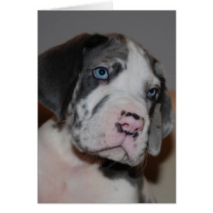 Blaue Augen Doggenwelpe