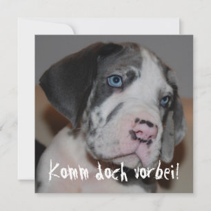 Blaue Augen Doggenwelpe