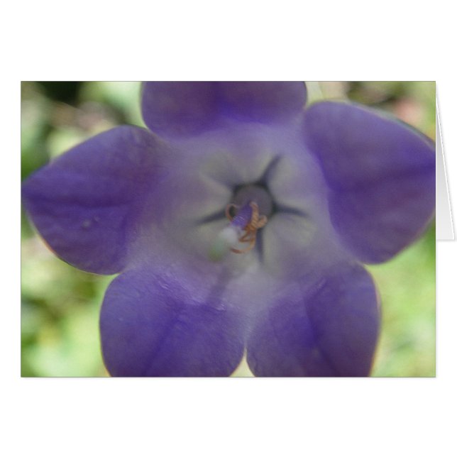 Blaue Glockenblume, Grusskarte (Devant horizontal)