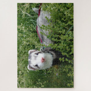 Blaze Ferret Puzzle