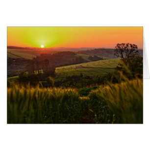 Blé agricole Sunset