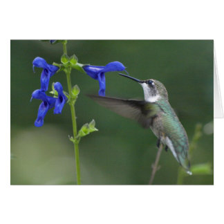 Bleu 2 de saphir de salvia d'oiseau de ronflement