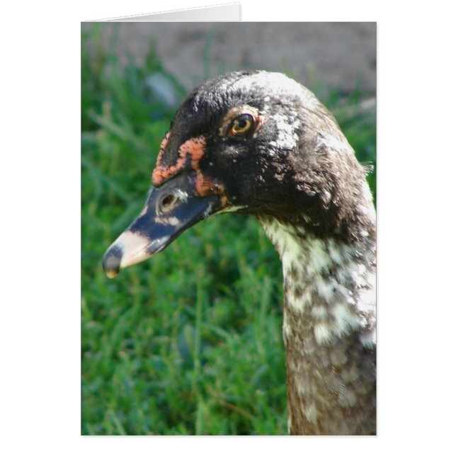 Bleu carré de muscovy Drake (Devant)