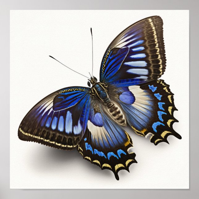 Bleu Clipper Papillon Art Imprimer Poster (Devant)
