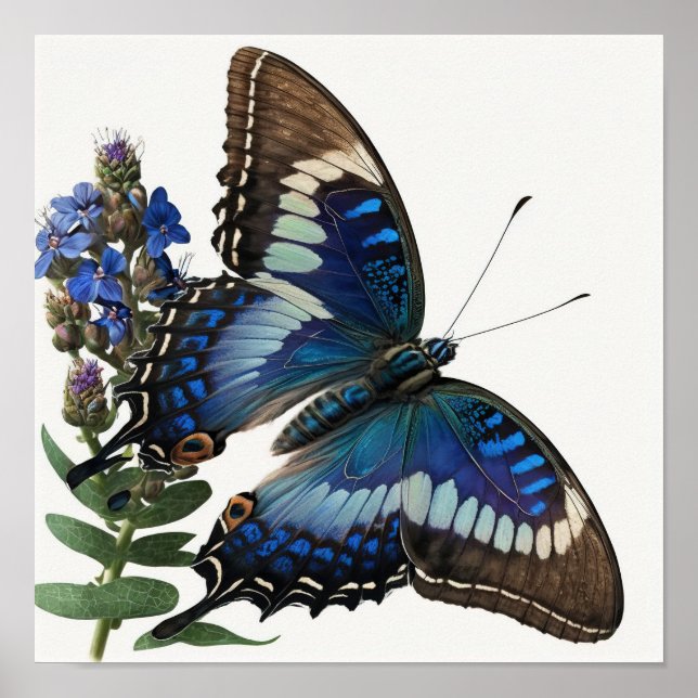 Bleu Clipper Papillon Art Imprimer Poster (Devant)