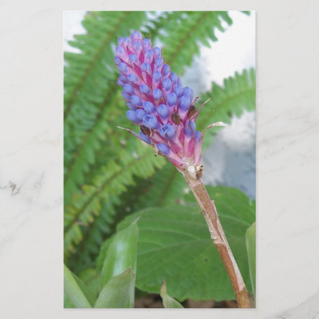 Bleu cône fleur bromélique (Devant)