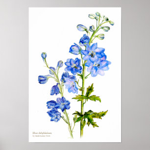 Bleu delphinium botanique fine art imprimé affiche