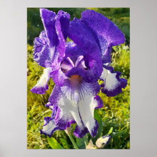 Bleu Iris Irises Blanc Floral Poster