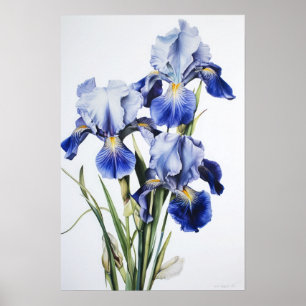 Bleu Irises Fleur Art Imprimer Poster
