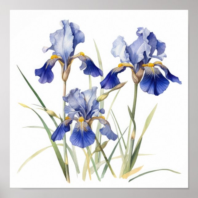 Bleu Irises Fleur Art Imprimer Poster (Devant)