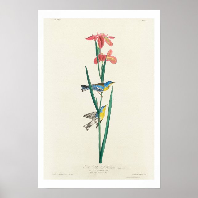 Bleu Jaune Paruline par Audubon Poster (Devant)