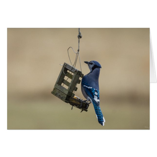 Bleu Jay (Devant Horizontal)