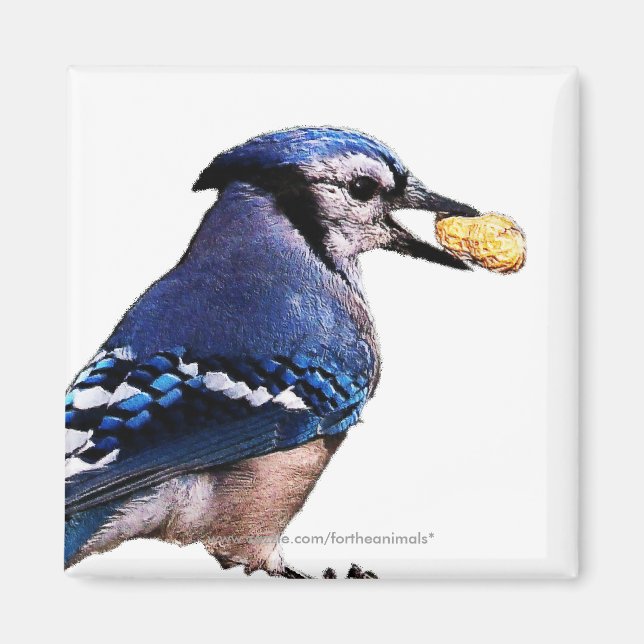 Bleu-Jay - Aimant (Devant)