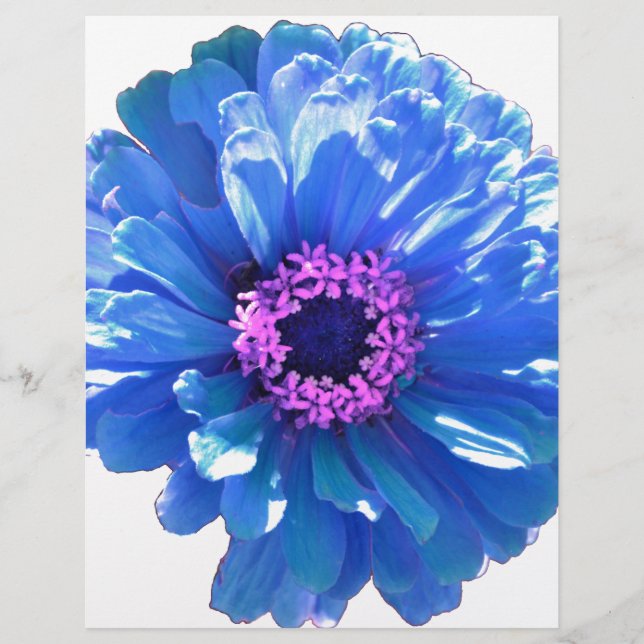 Bleu marguerite bleu photo florale (Devant)
